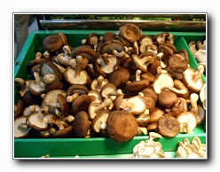 Lhasa mushrooms